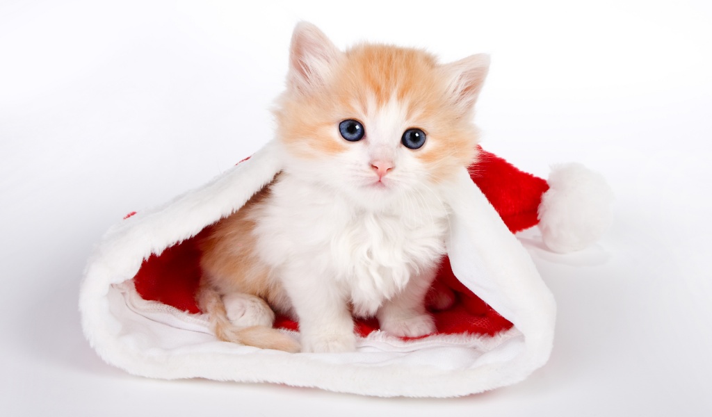 Cute Kitten In Santa Hat