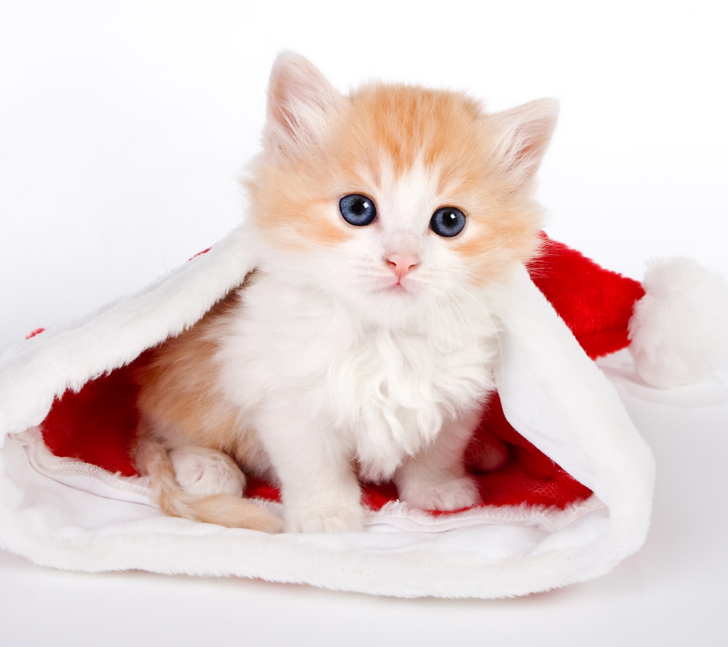 Cute Kitten In Santa Hat
