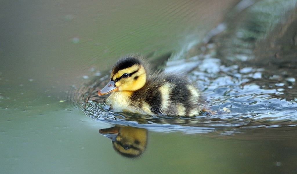 Cute Little Duck Swimming