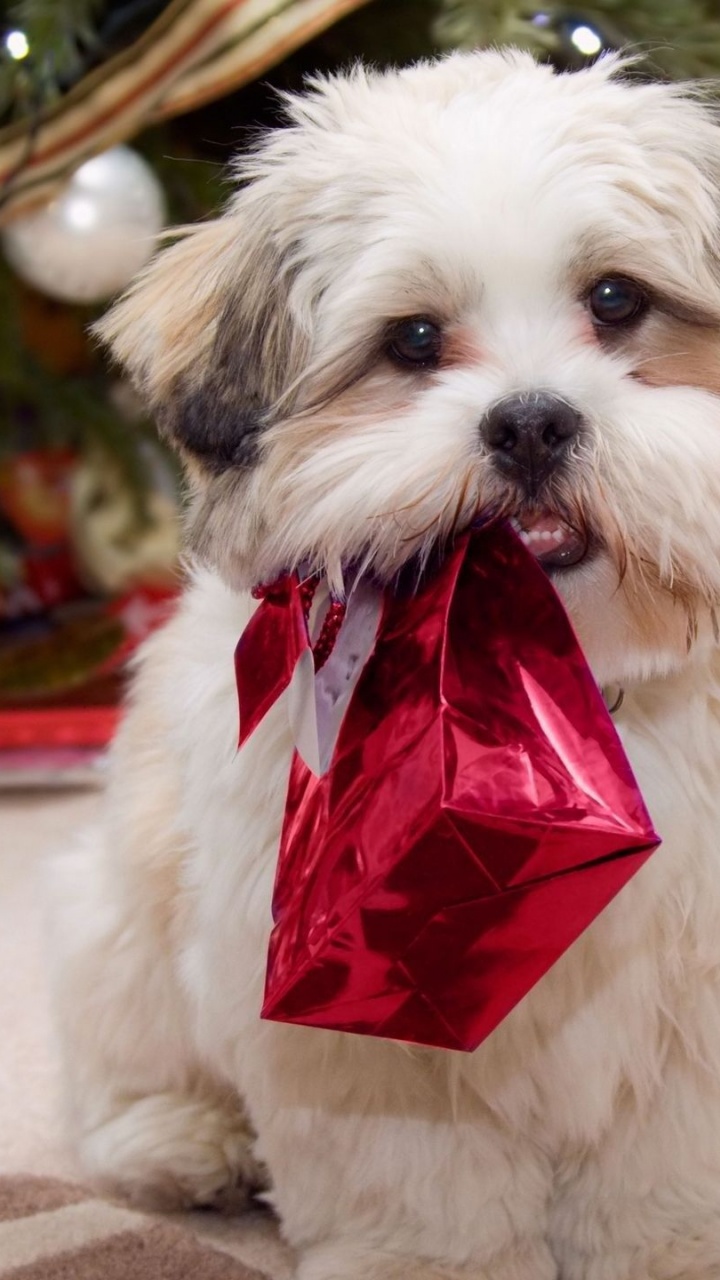 Cute Puppy With Present Gifts Christmas Tree