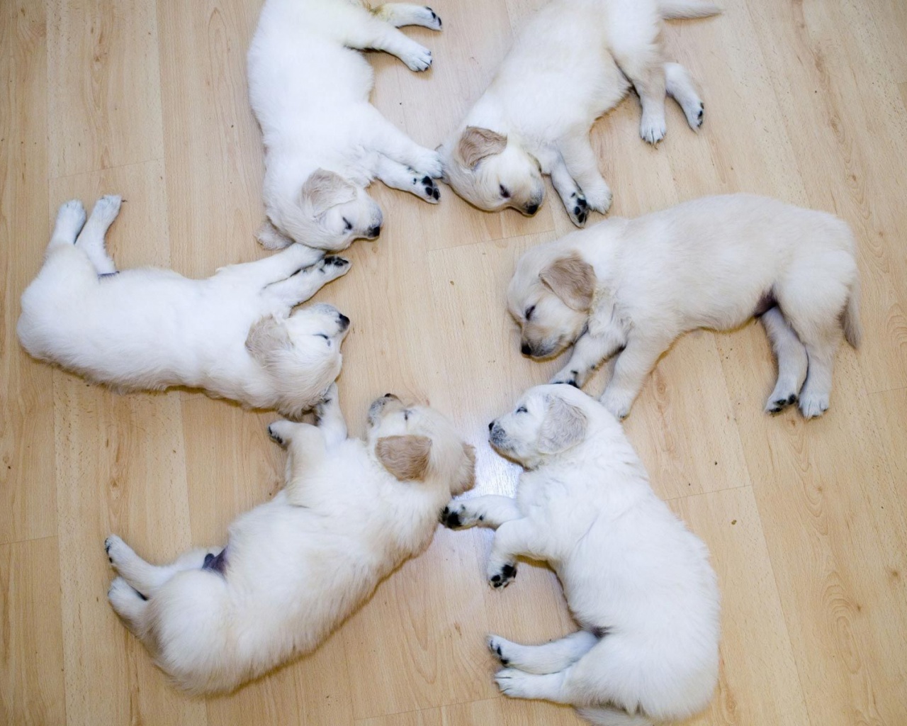 Cute Sleeping Puppies Animal Funny
