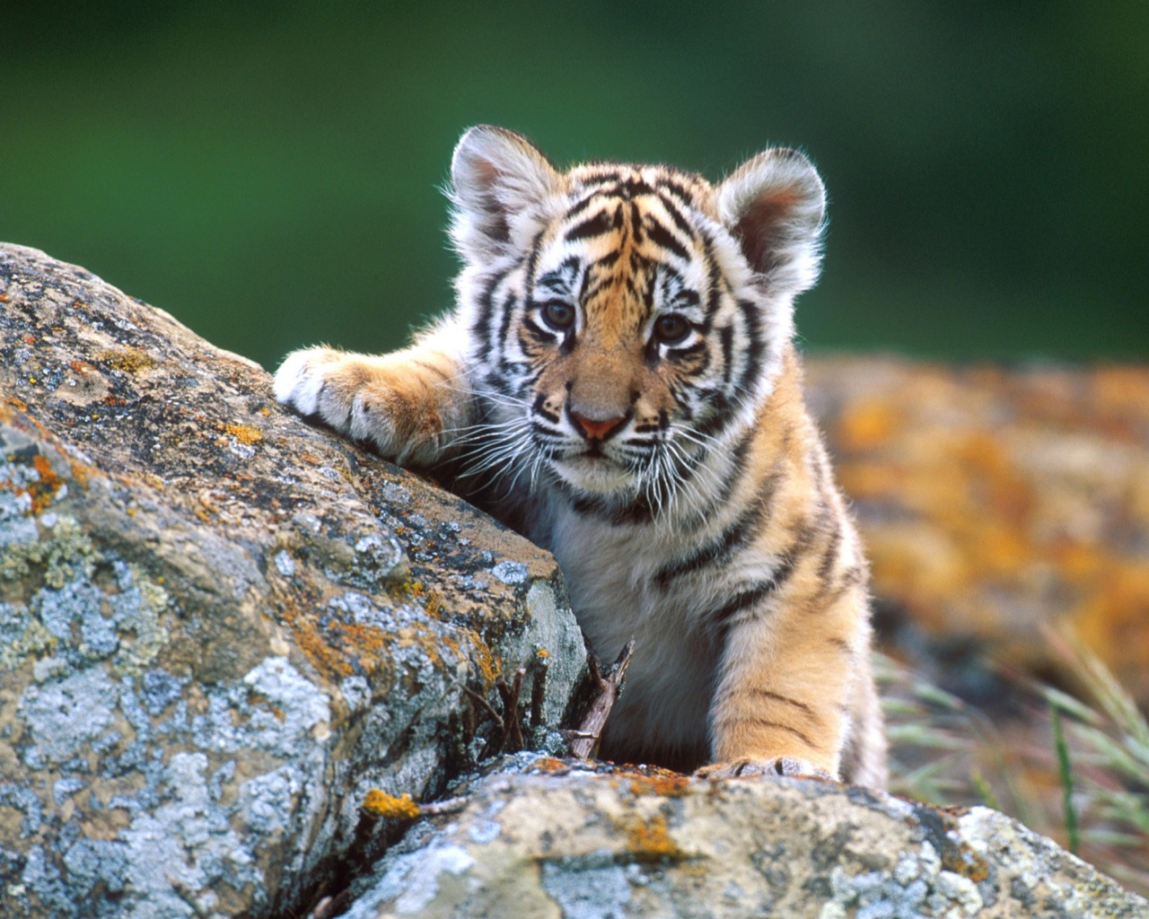 Cute Tiger