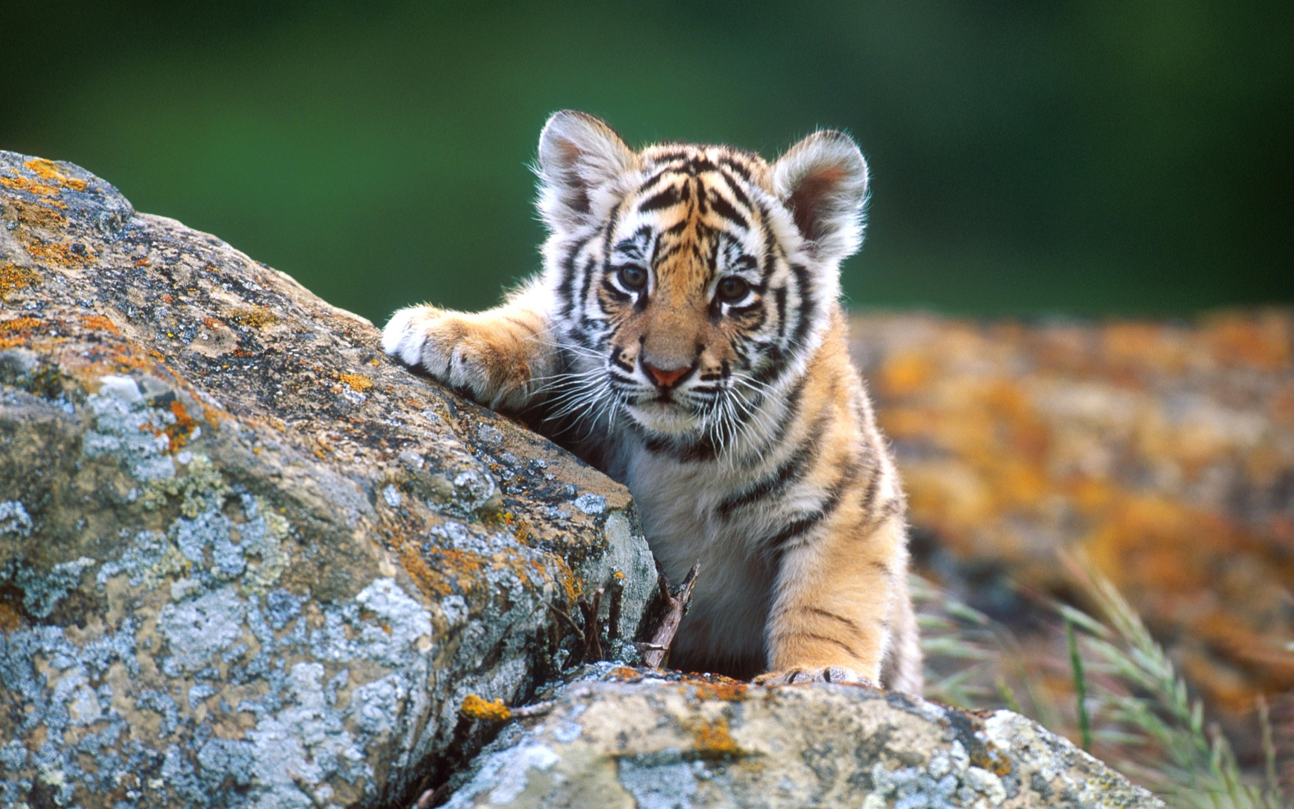 Cute Tiger