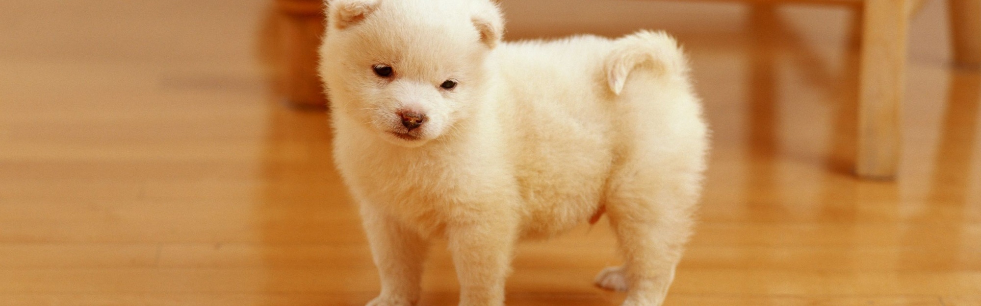 Cutest Puppy