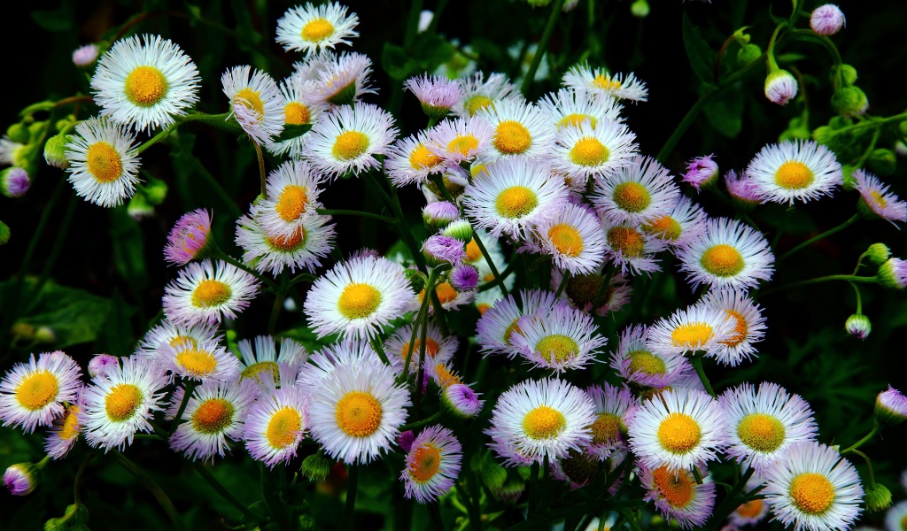 Daisy Fleabane