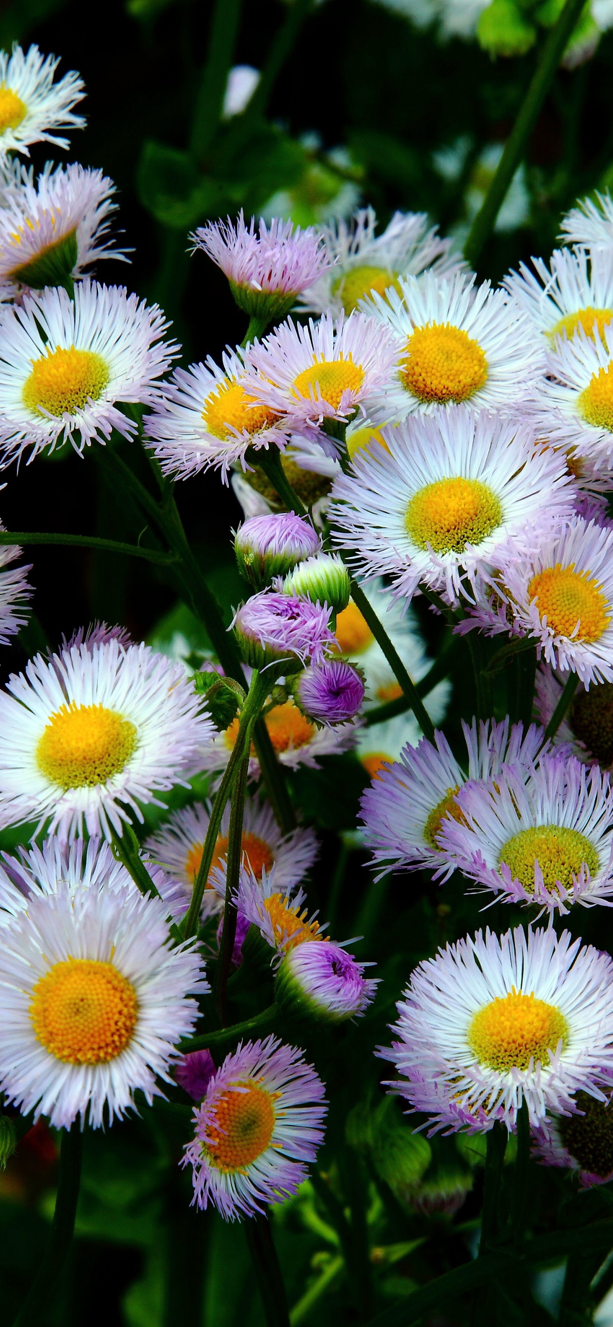 Daisy Fleabane