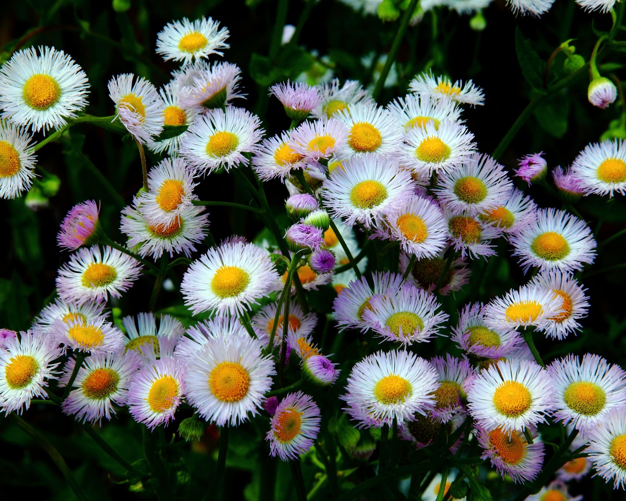 Daisy Fleabane