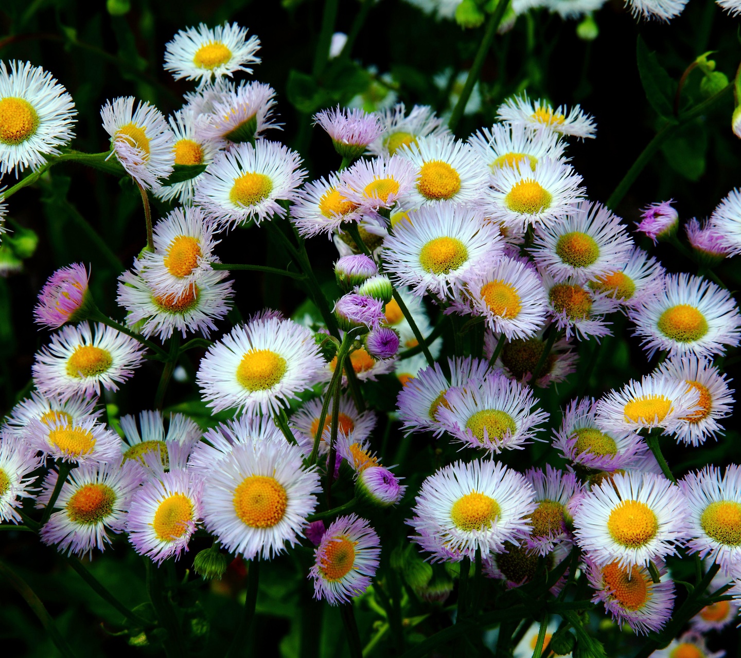 Daisy Fleabane