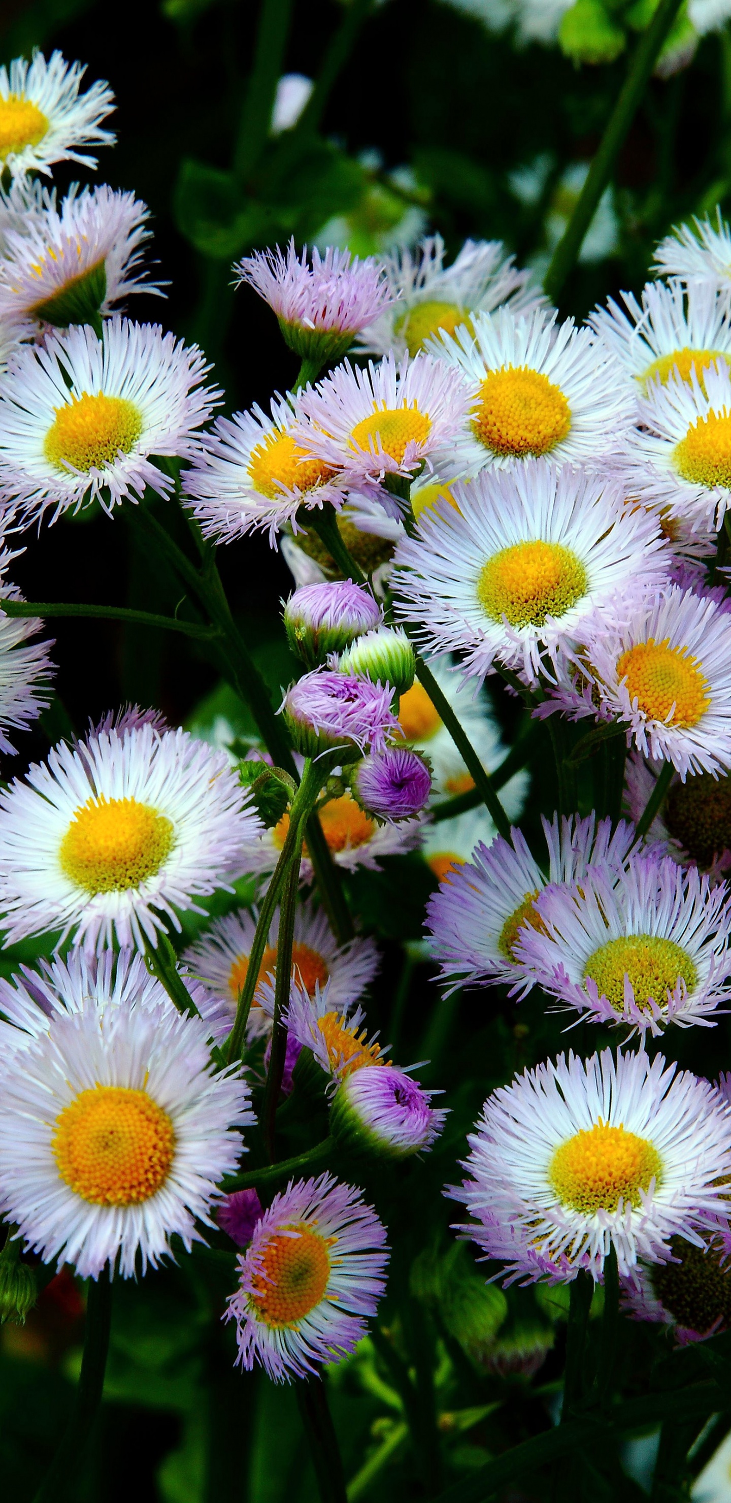 Daisy Fleabane