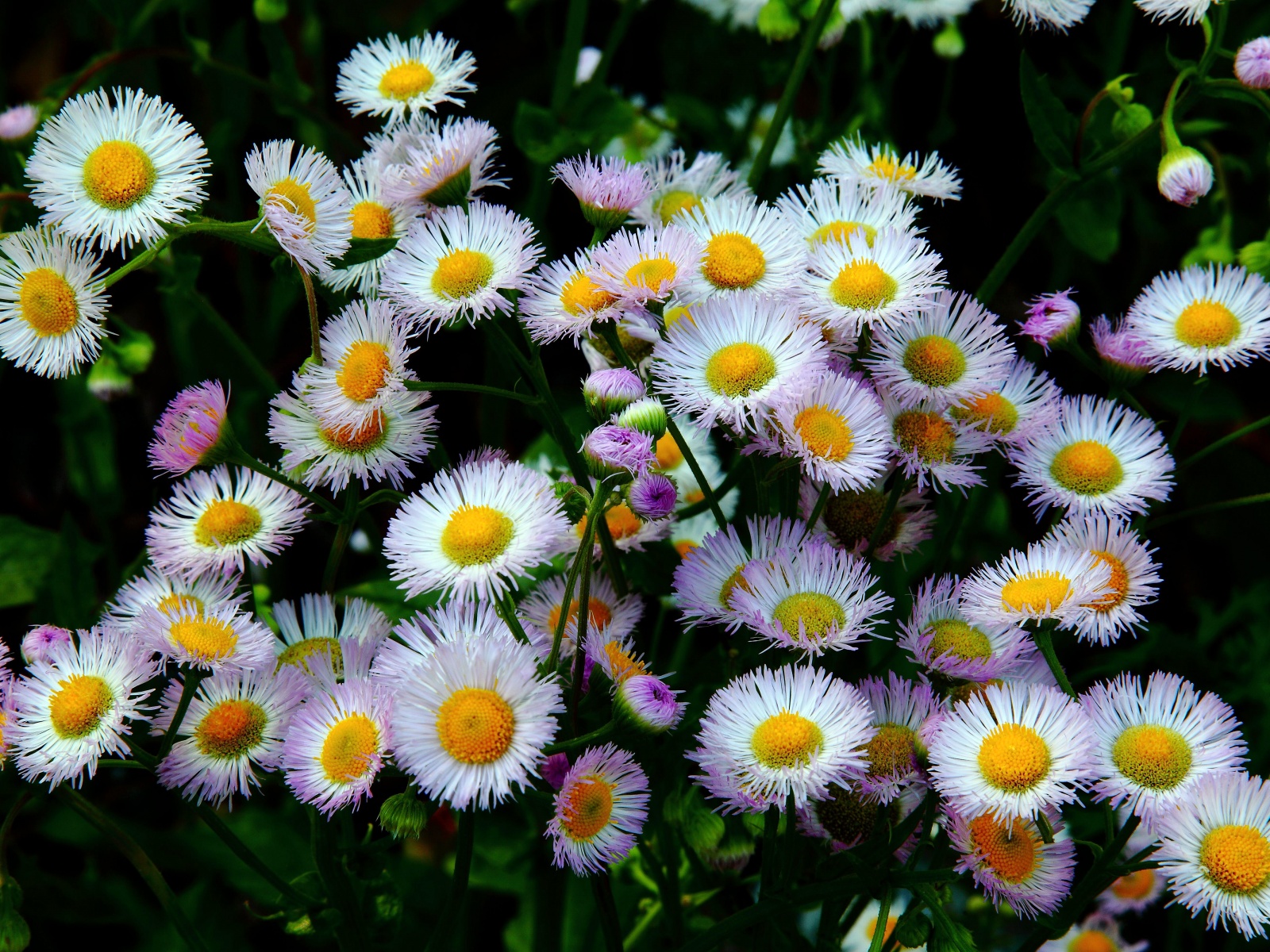 Daisy Fleabane