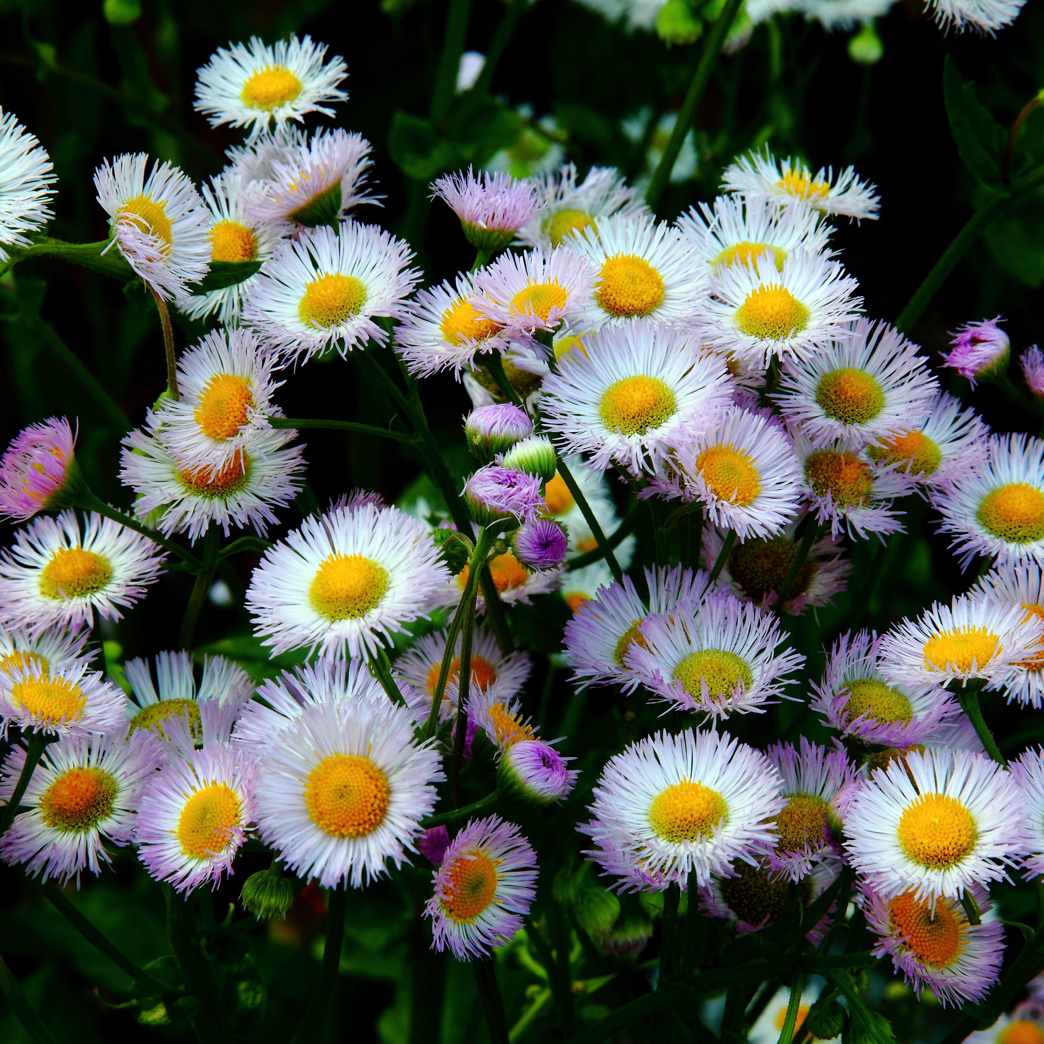 Daisy Fleabane