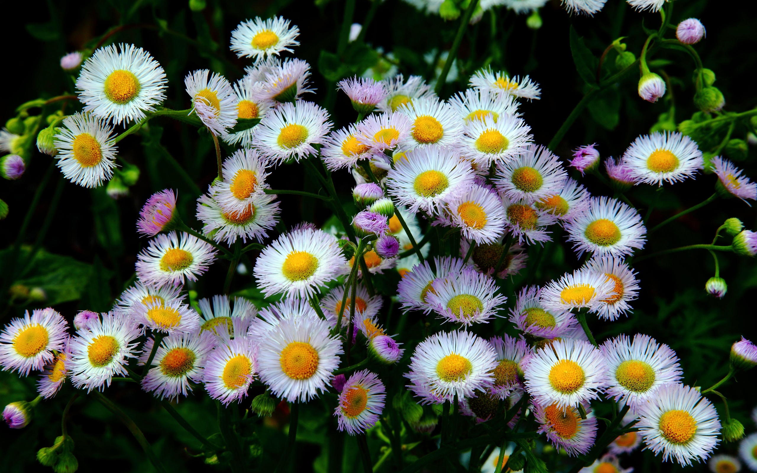 Daisy Fleabane