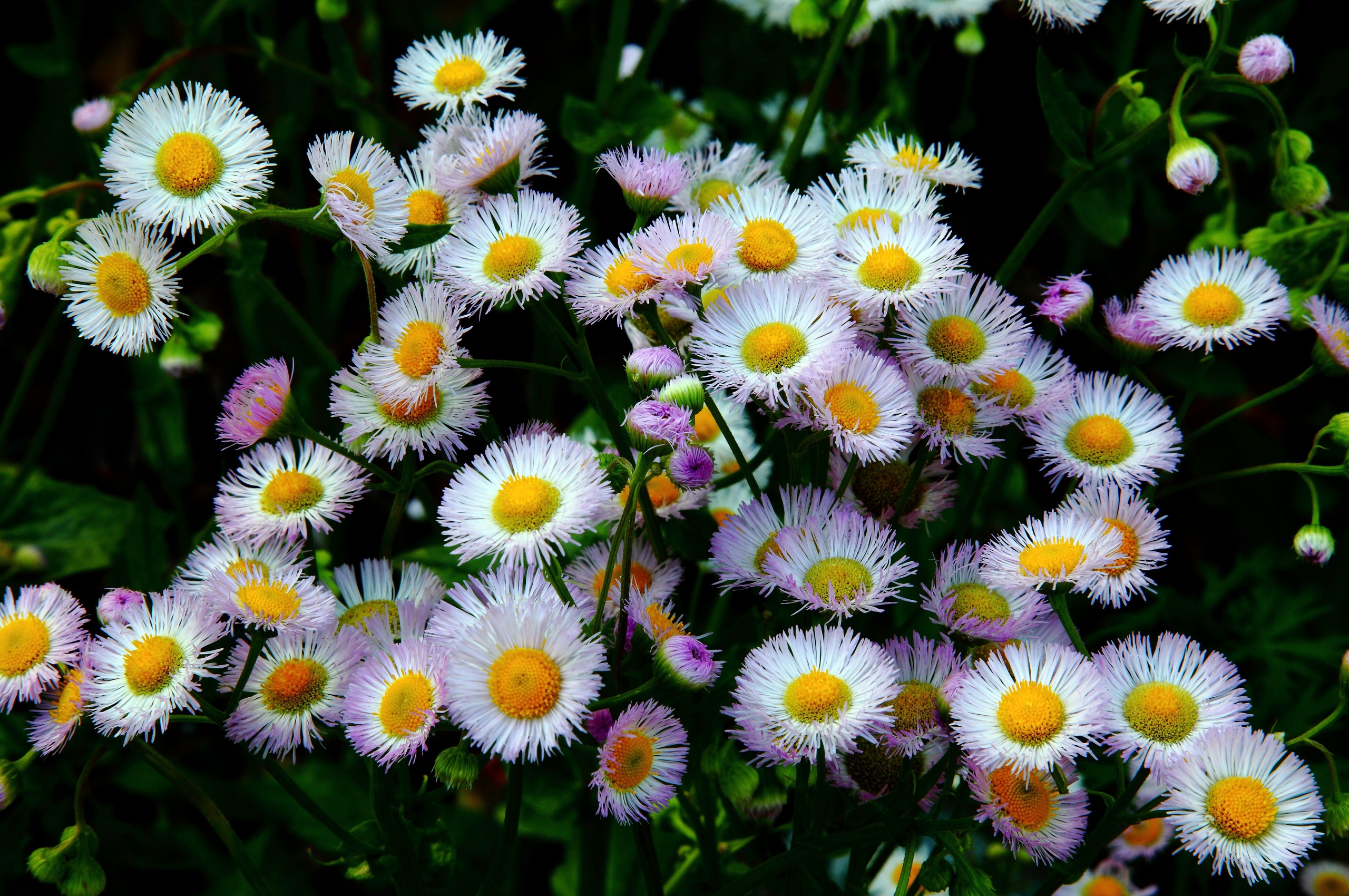 Daisy Fleabane