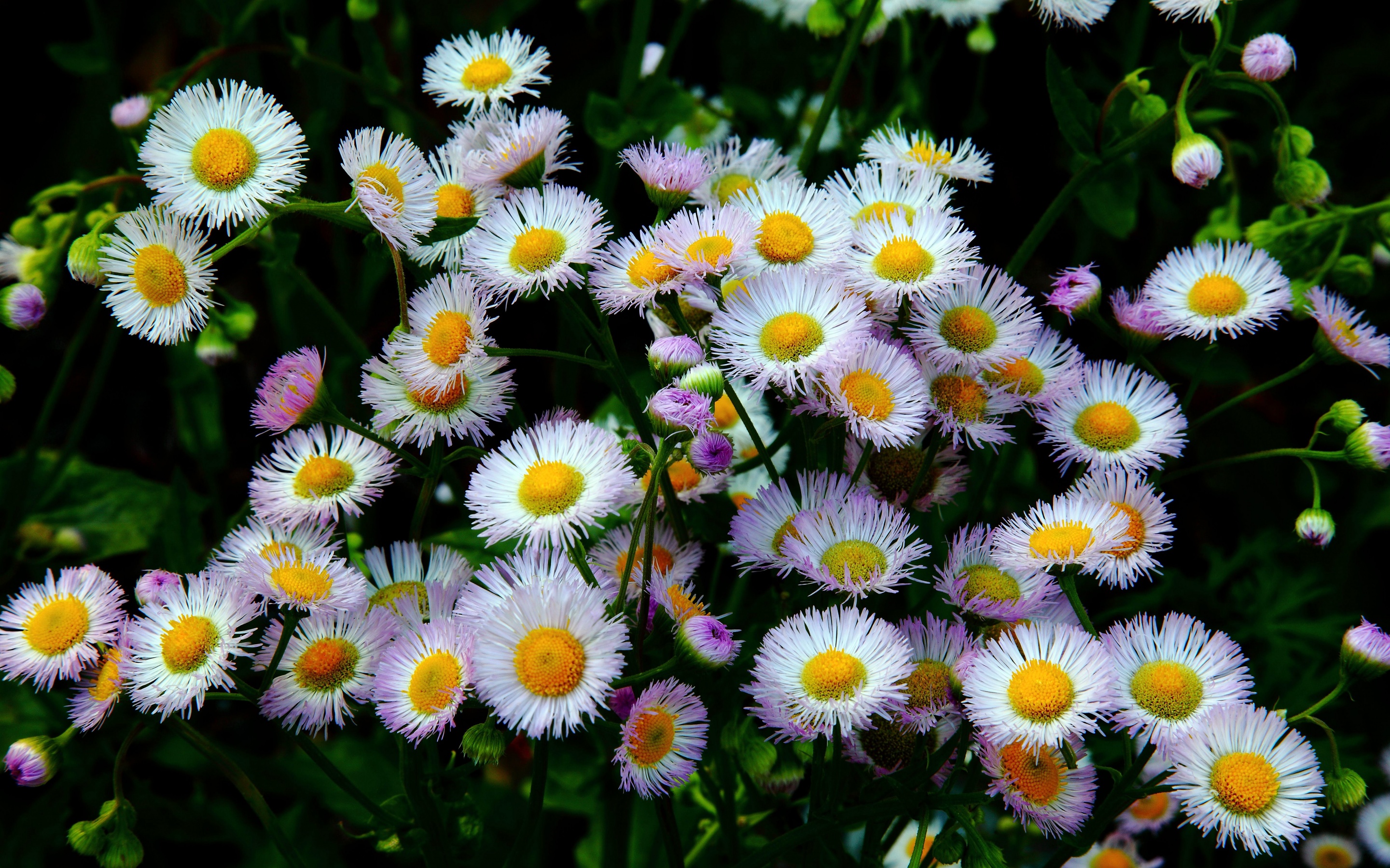 Daisy Fleabane