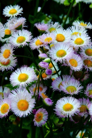 Daisy Fleabane