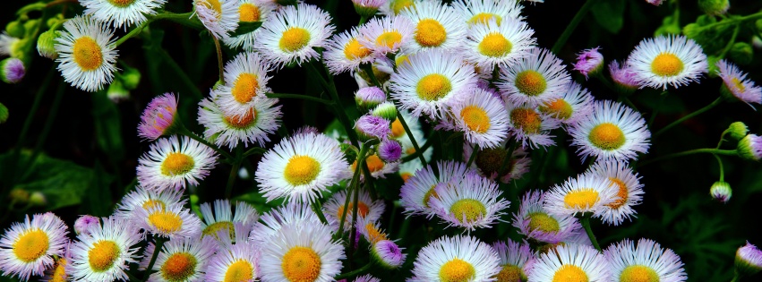 Daisy Fleabane