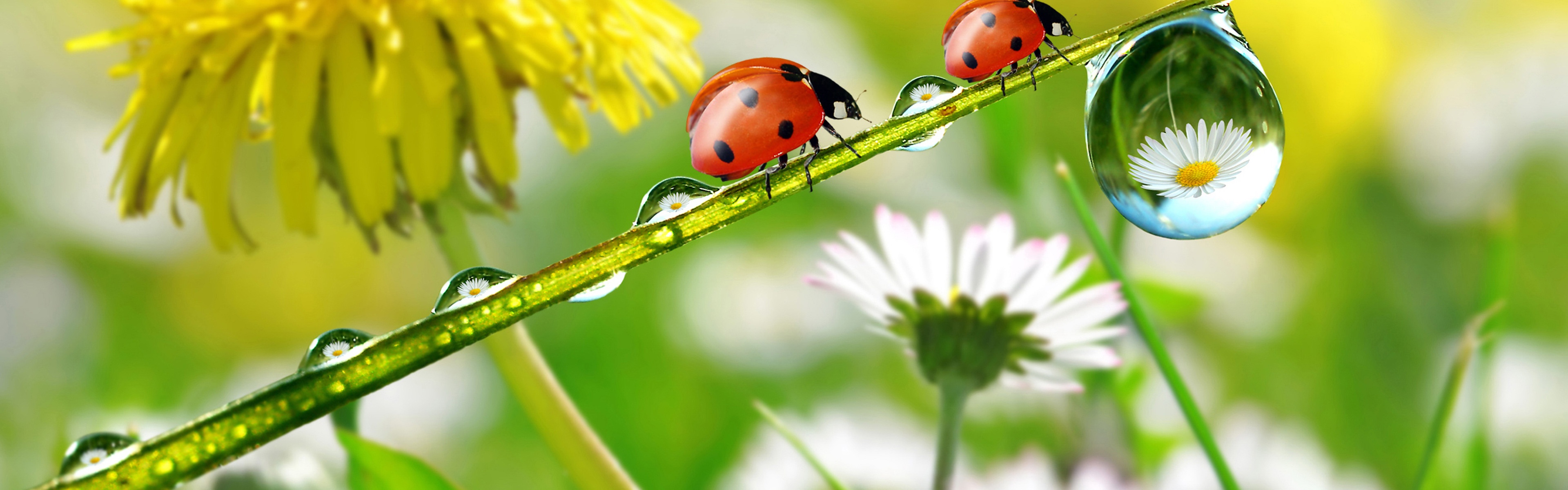 Dandelions Ladybugs Drops Nature