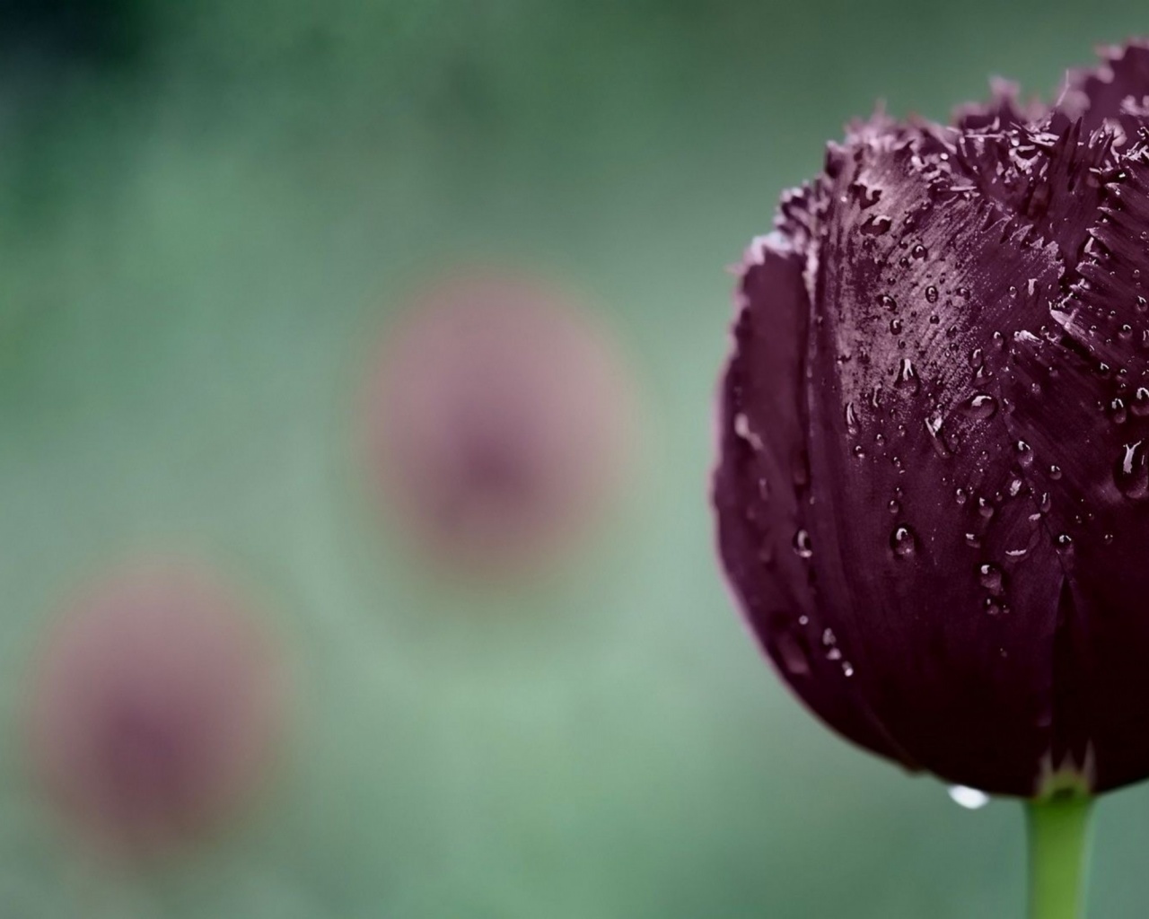 Dark Purple Tulip