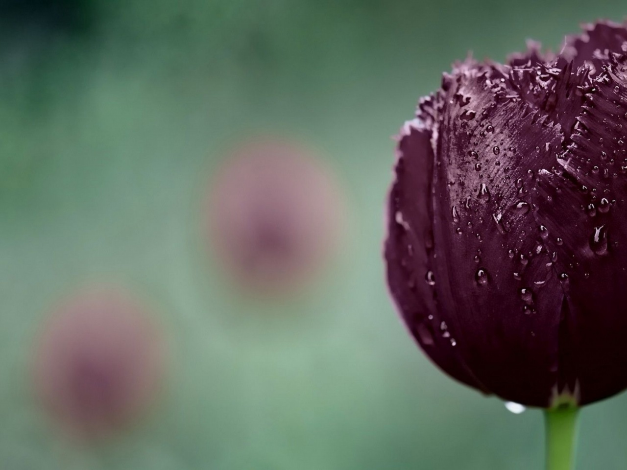 Dark Purple Tulip