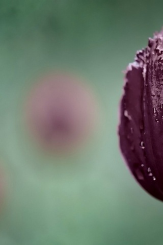 Dark Purple Tulip
