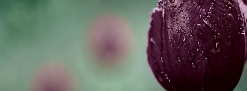 Dark Purple Tulip