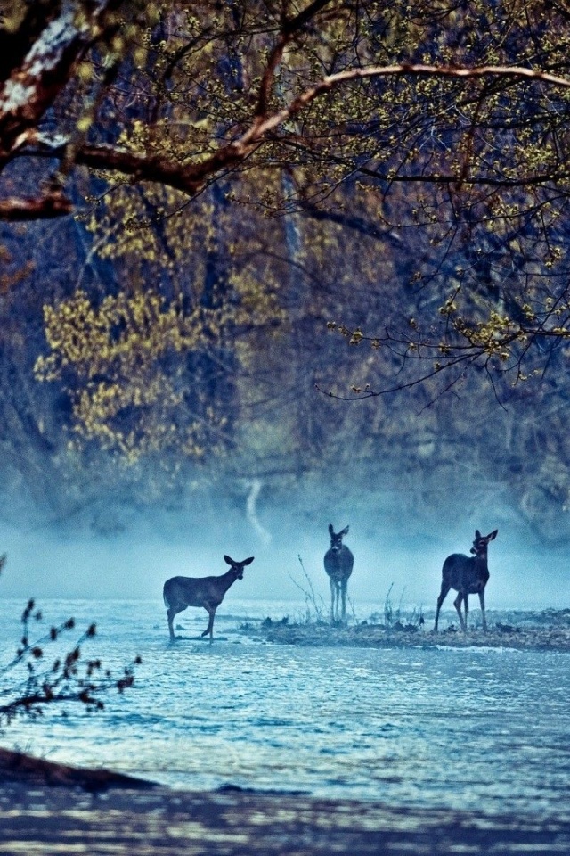 Deer Animals