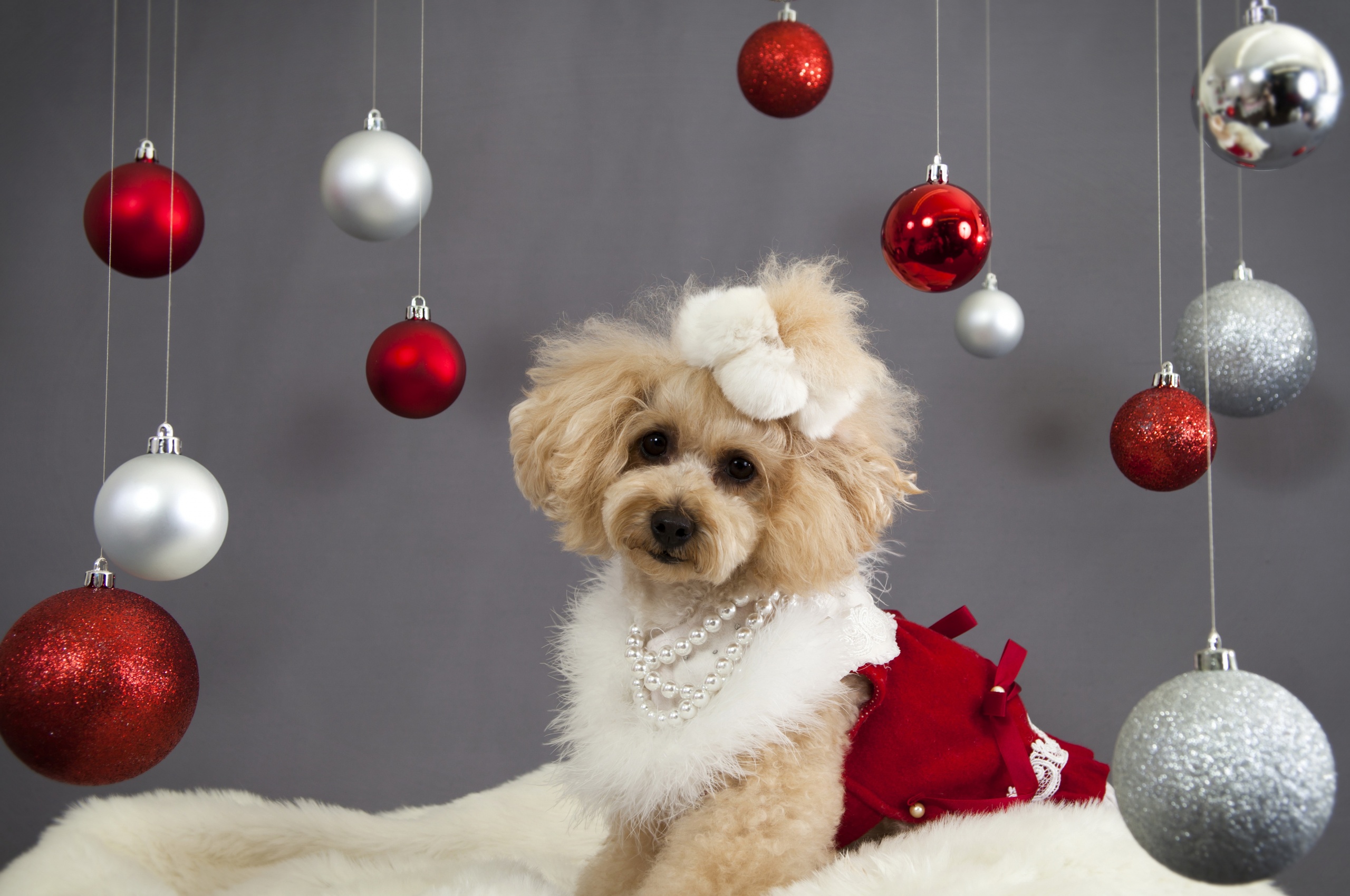 Dog And Christmas Decorations