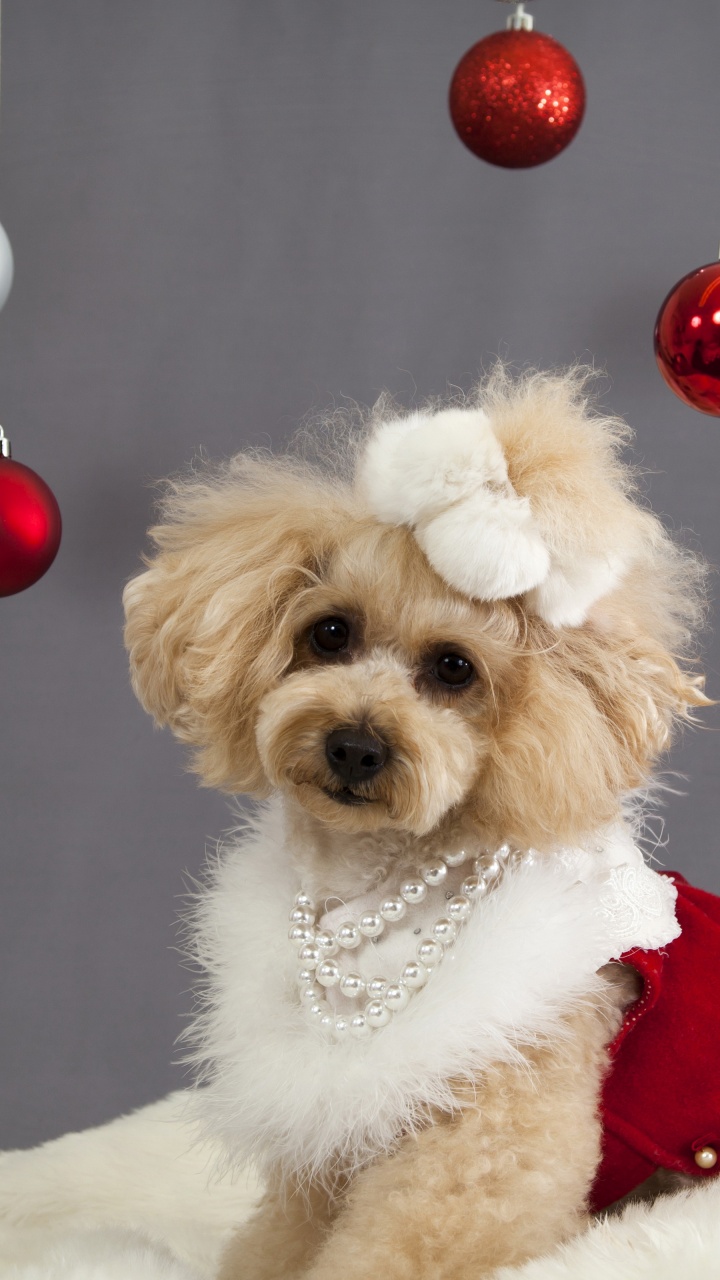 Dog And Christmas Decorations
