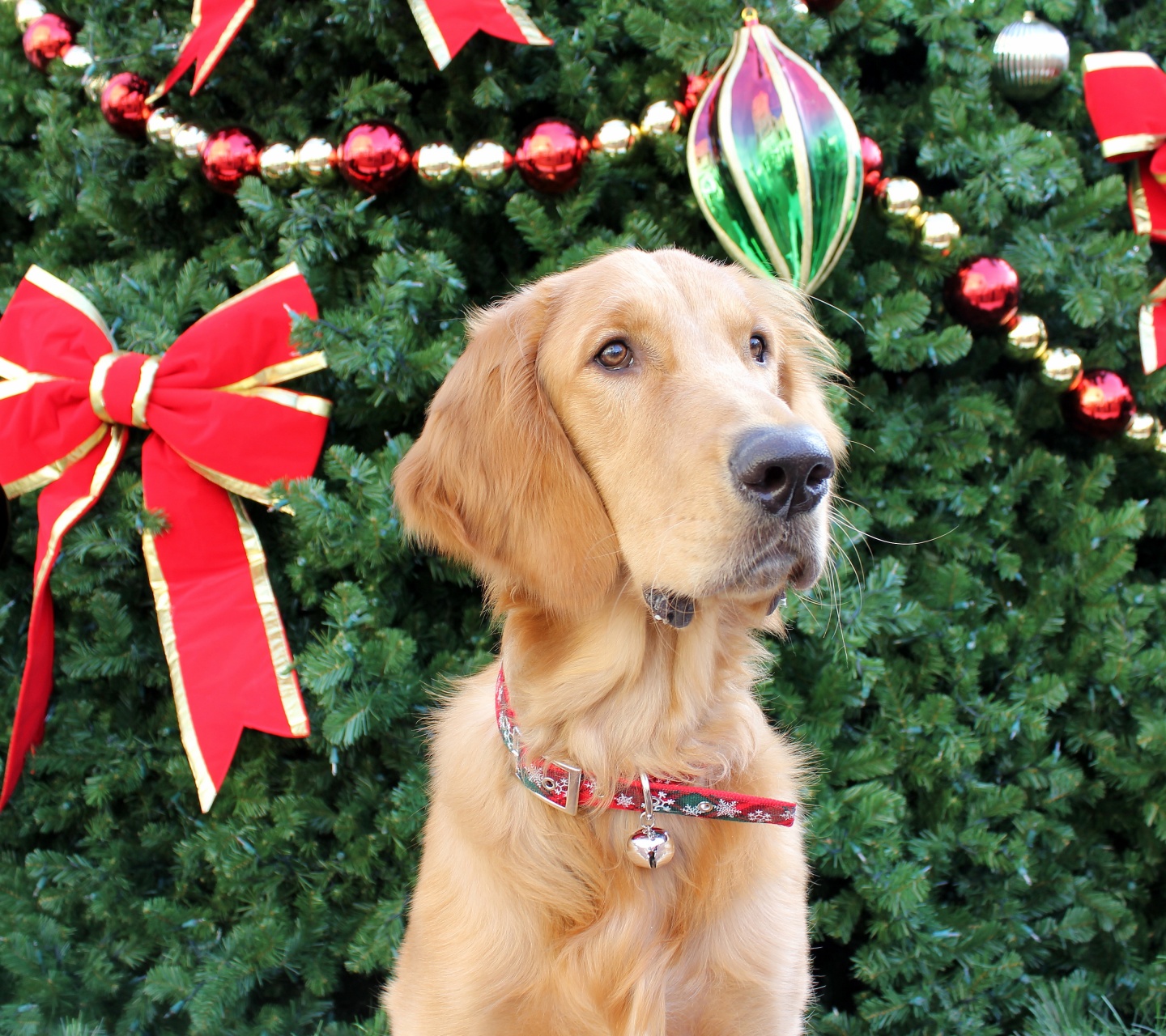 Dog And Christmas Tree