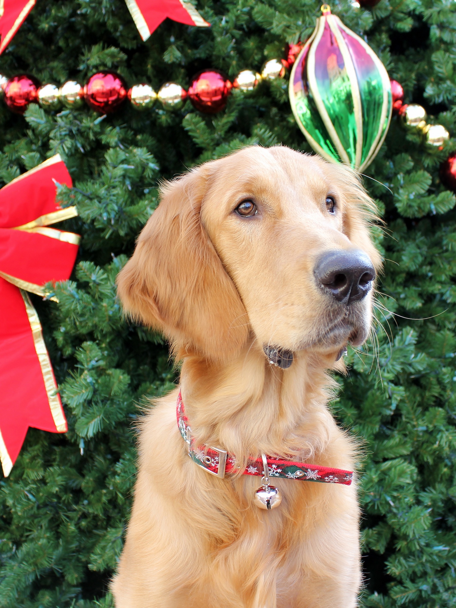 Dog And Christmas Tree