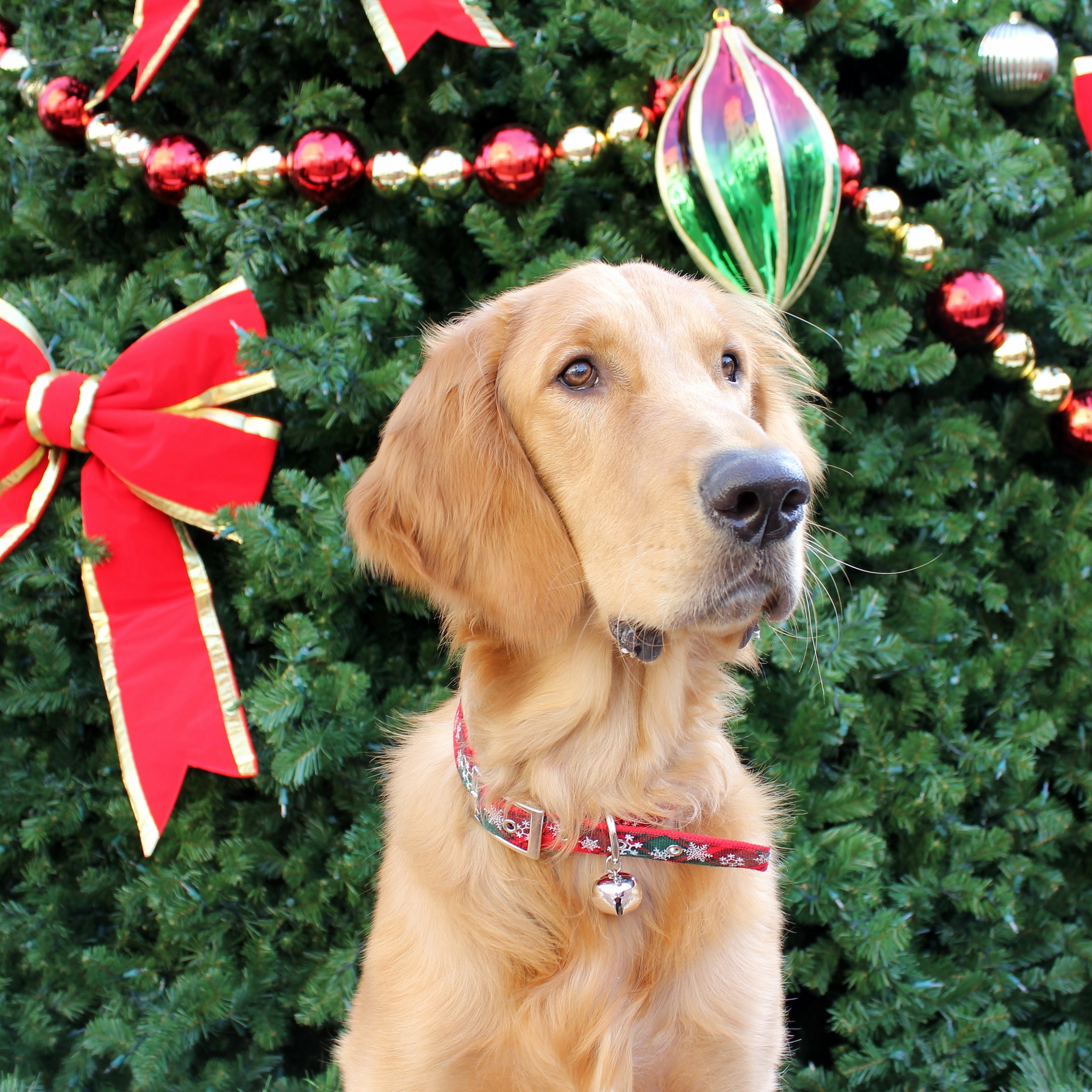 Dog And Christmas Tree