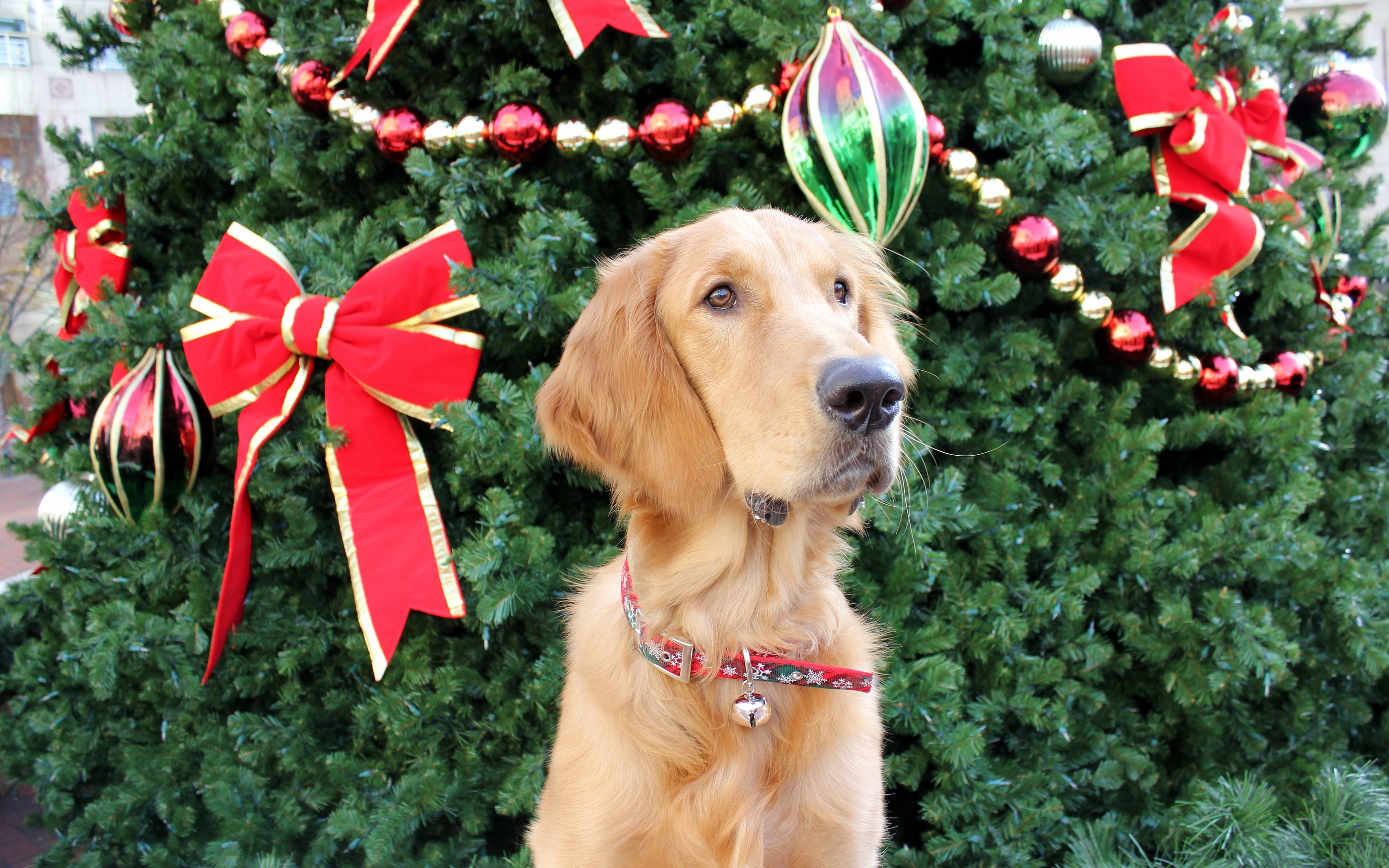 Dog And Christmas Tree