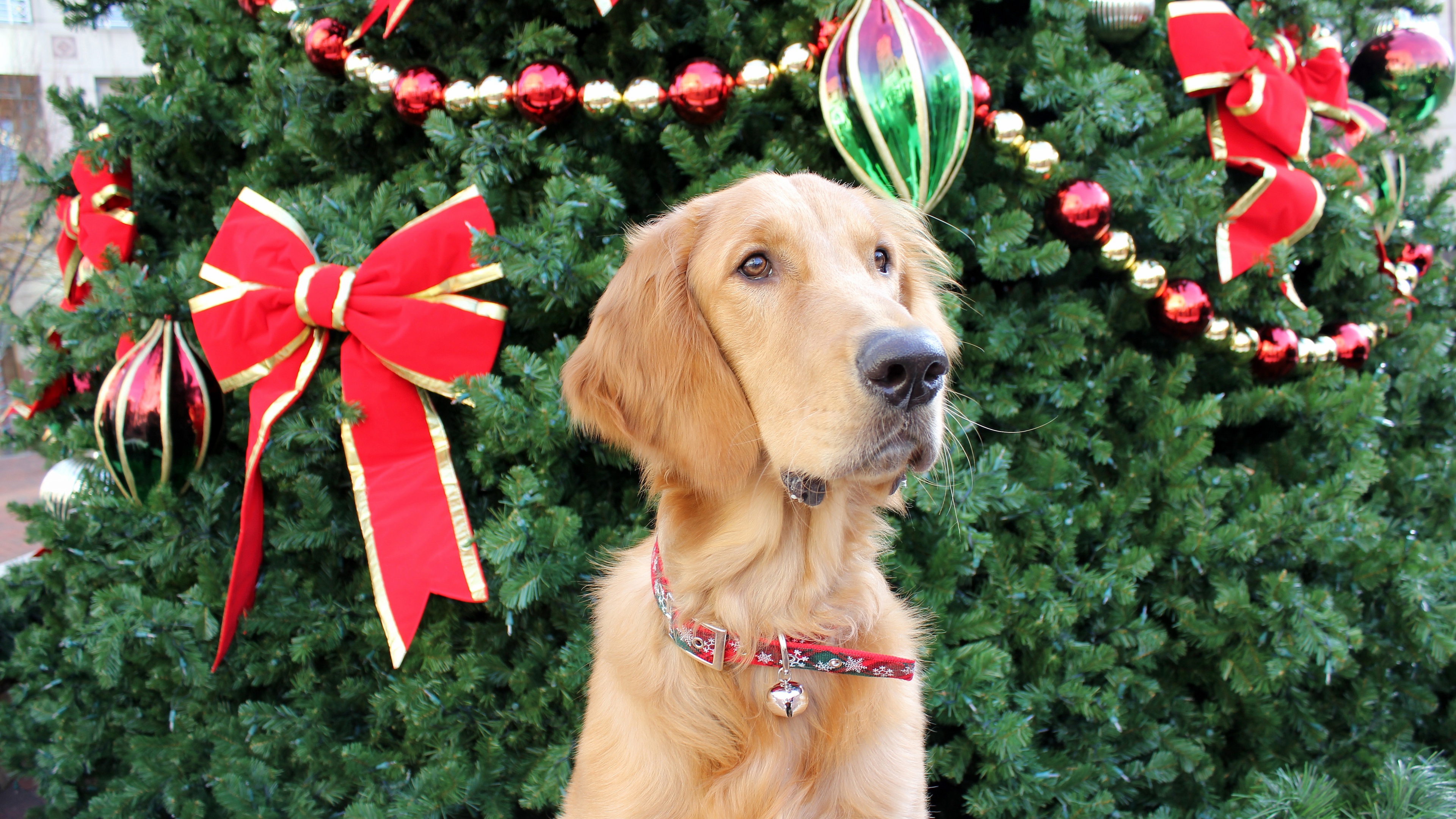 Dog And Christmas Tree