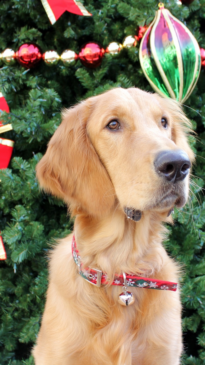 Dog And Christmas Tree