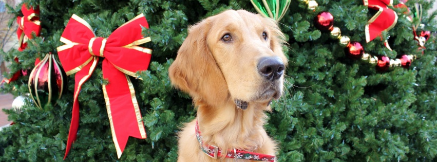 Dog And Christmas Tree