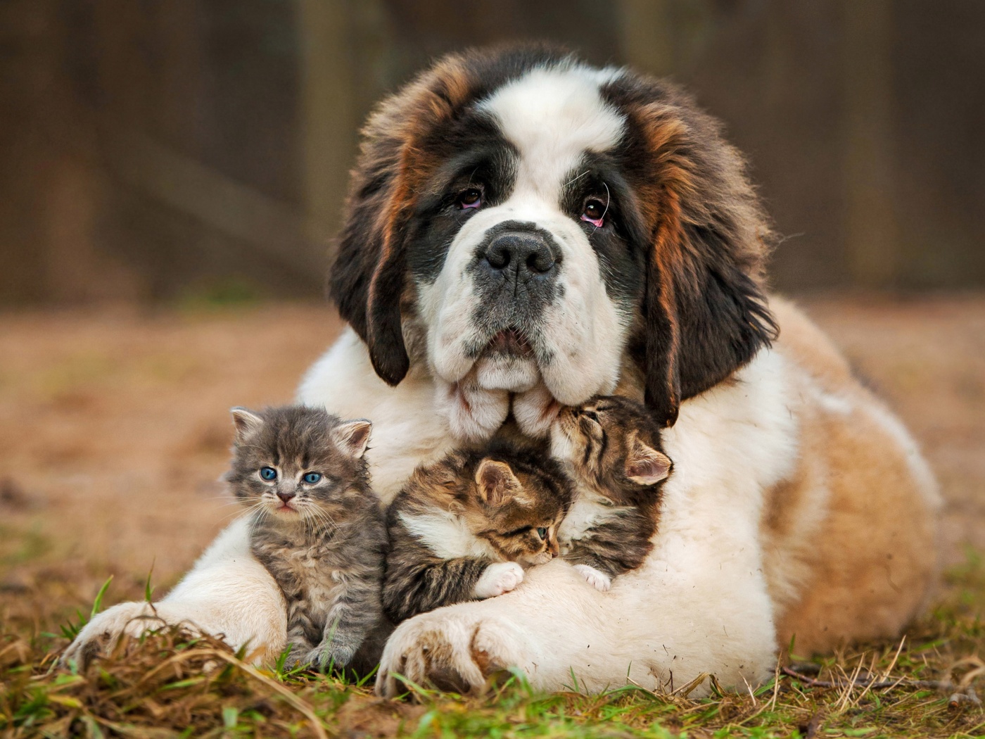 Dog And Kittens