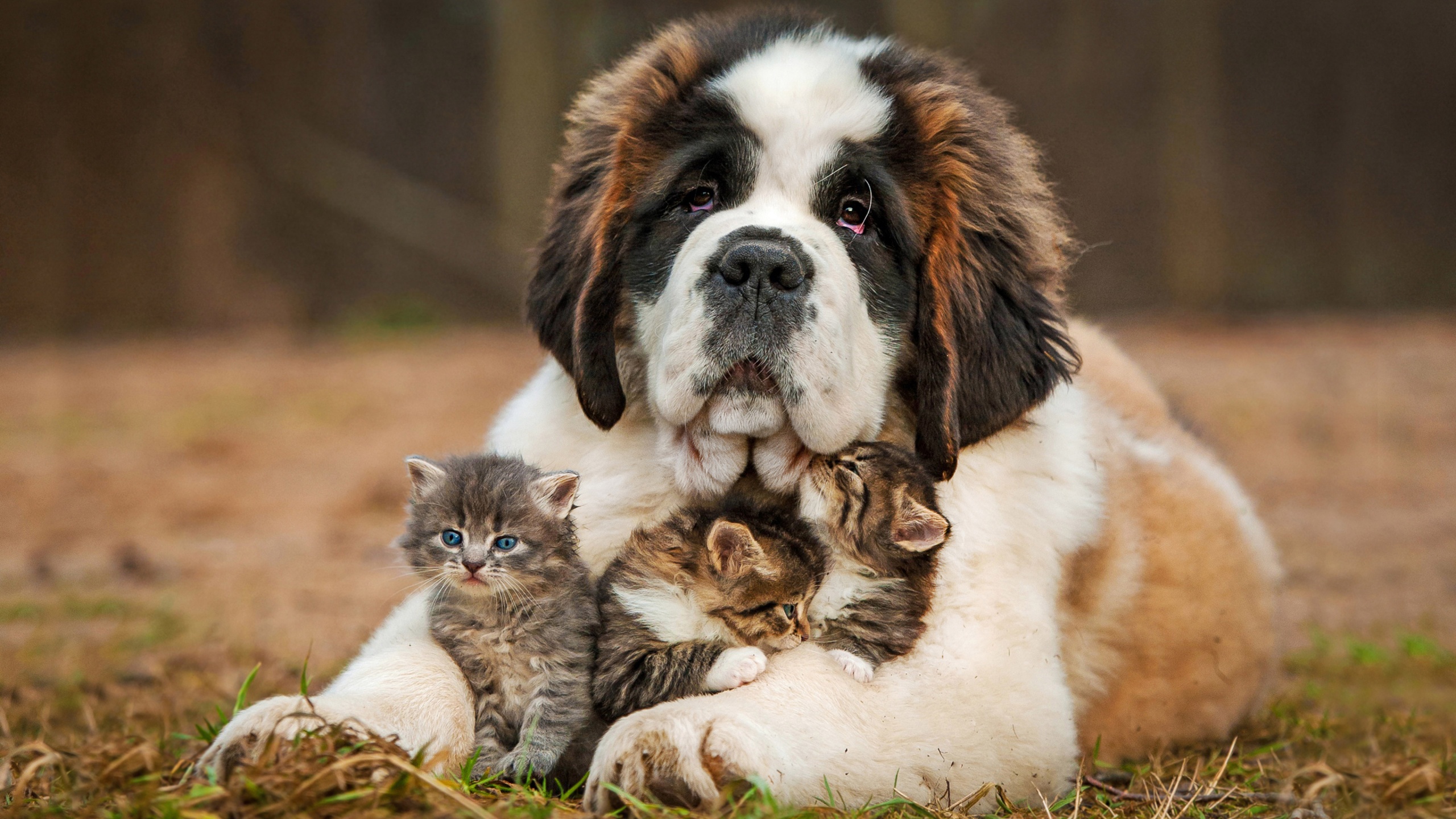 Dog And Kittens
