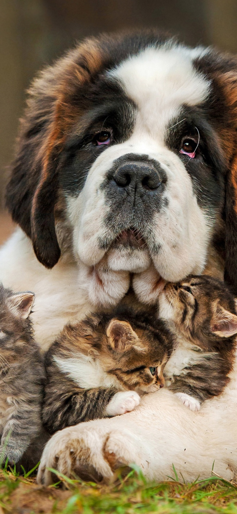Dog And Kittens