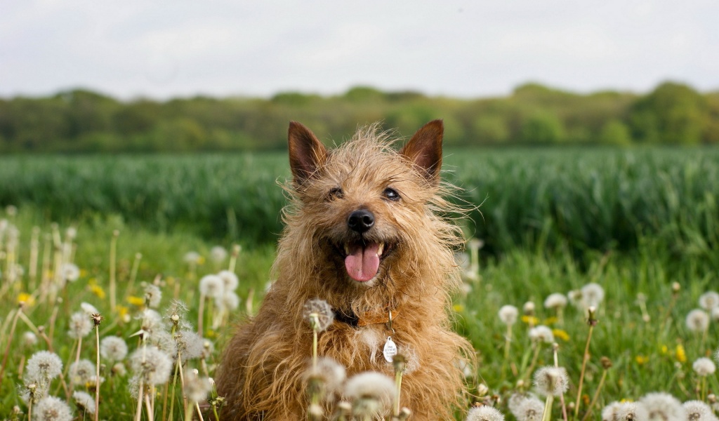 Dog In Dandelion Field