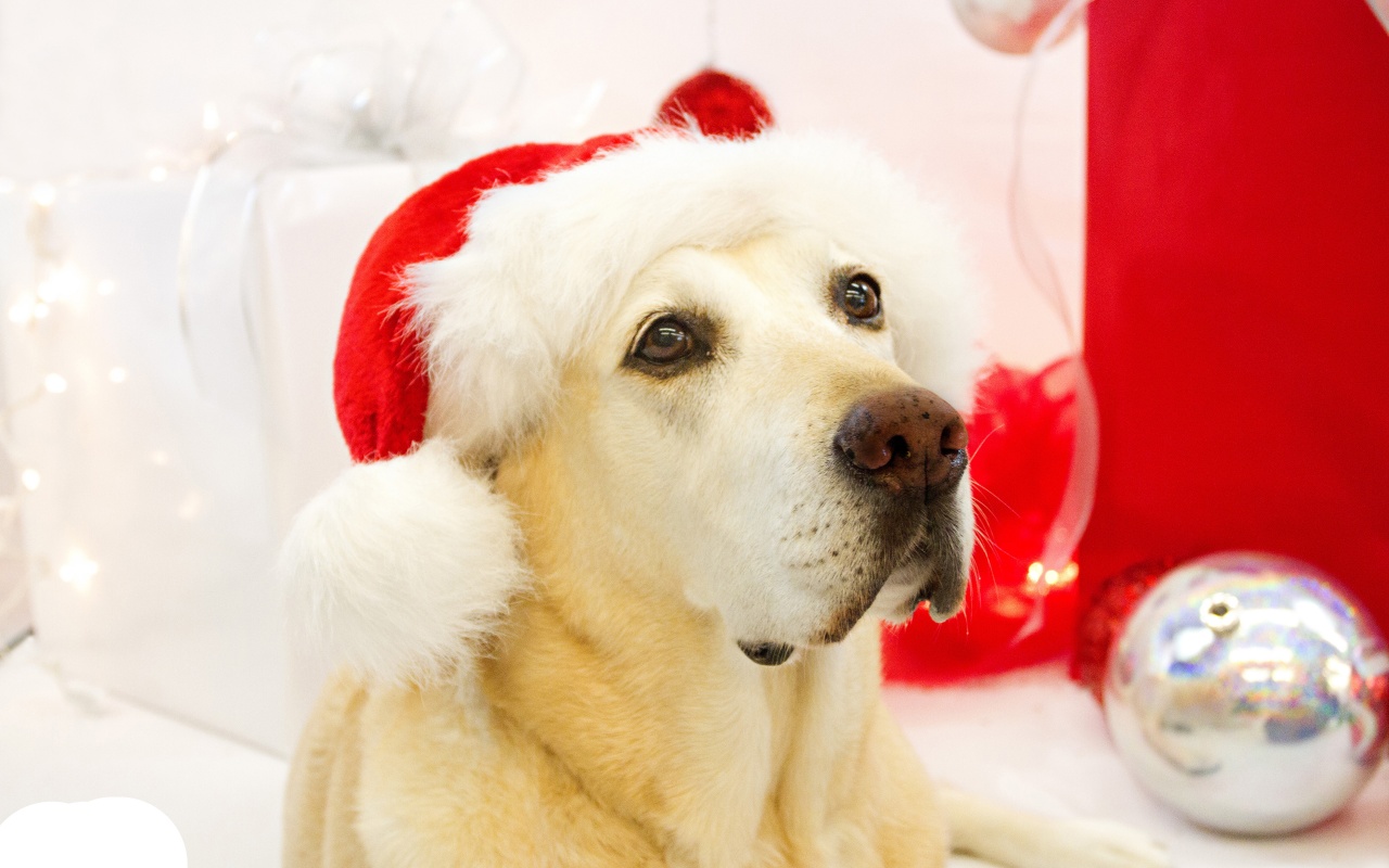 Dog In Santa Hats