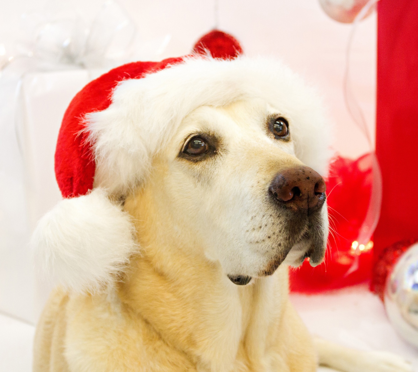 Dog In Santa Hats