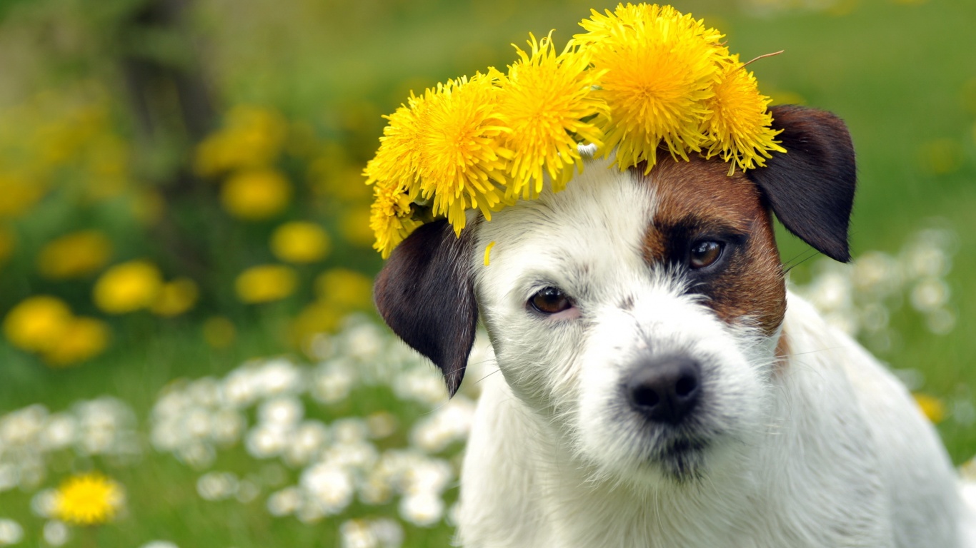 Dog With A Cap Of Dandelion