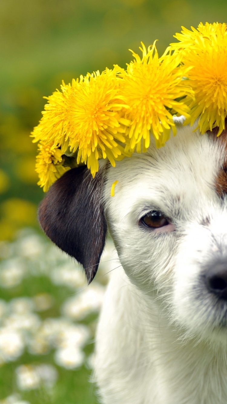 Dog With A Cap Of Dandelion