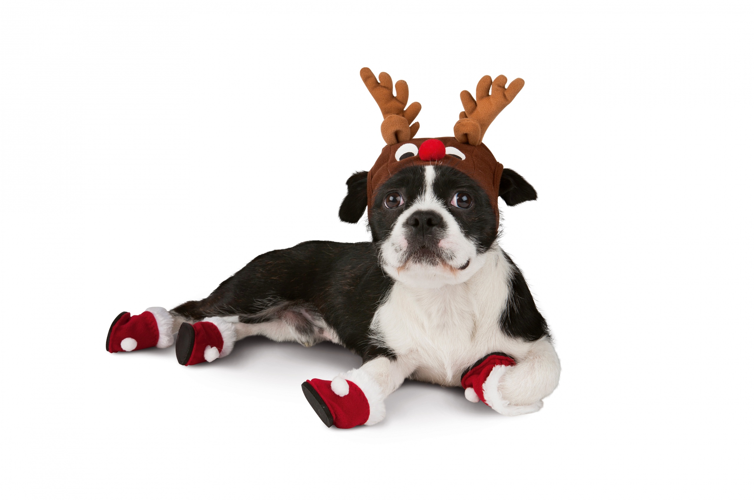 Dog With Xmas Booties Reindeer Hat