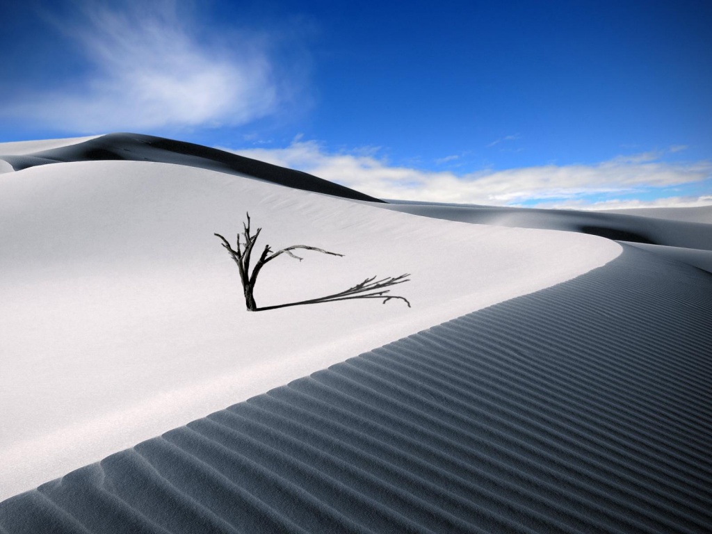 Dune Dead Wood Sand Barren Desert