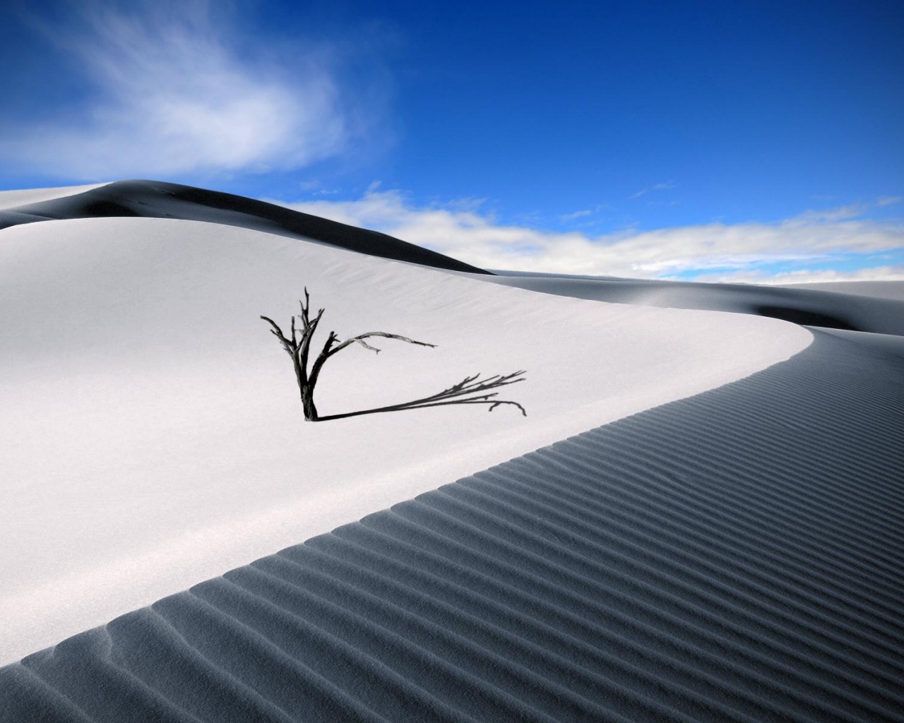 Dune Dead Wood Sand Barren Desert