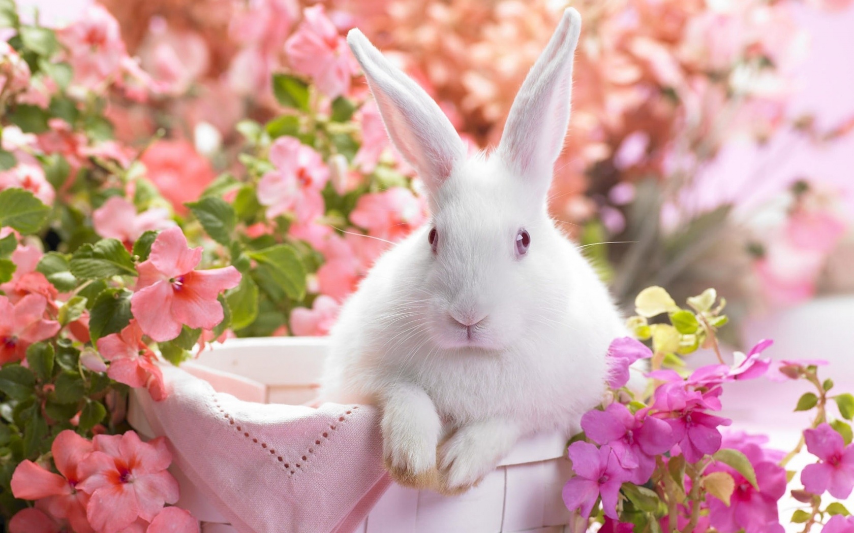 Easter Bunny Holiday Wallpaper
