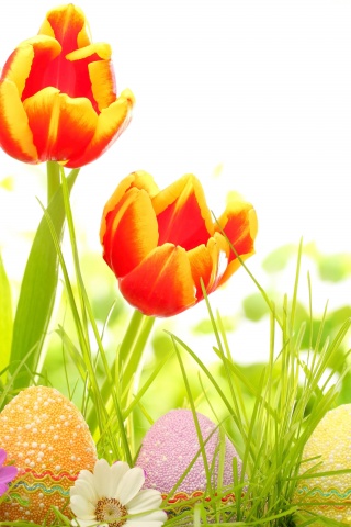 Easter Eggs And Red Tulips