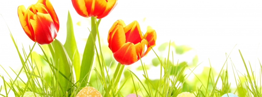 Easter Eggs And Red Tulips