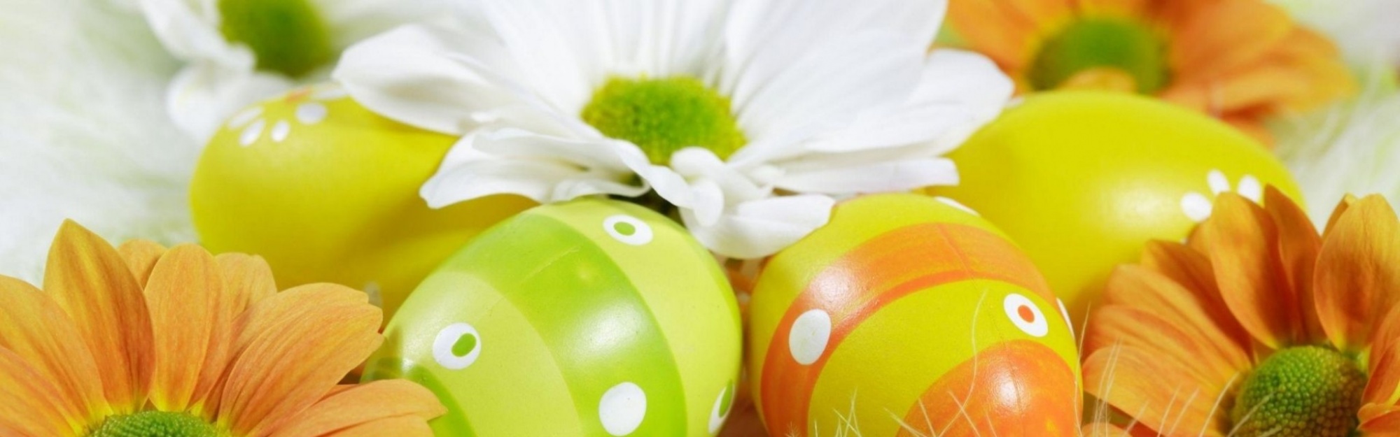 Easter Holiday Eggs Flowers Feather